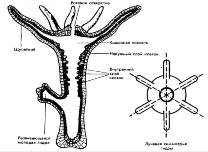 Кракен с айфона