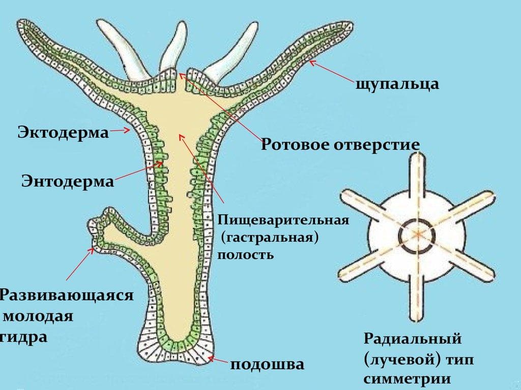 Как зайти на кракен с телефона андроид